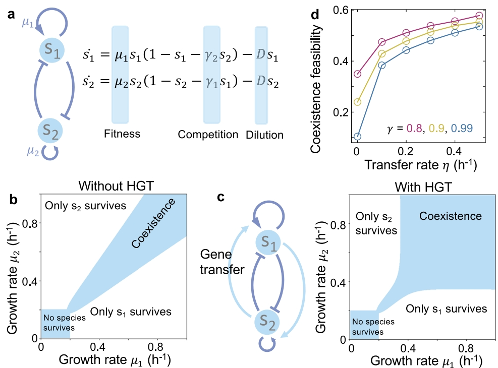 图1 水平基因流动（HGT）拓展双物种竞争体系稳定共存的参数空间.png